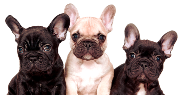 Fantastic French Bulldog Houston Puppies Images – Animal lovers love to ...